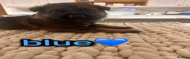 German Shepherd  - BLUE
