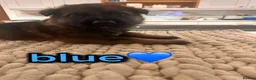 German Shepherd dogs for sale: Exceptional German Shepherd Puppies  - Advert 12