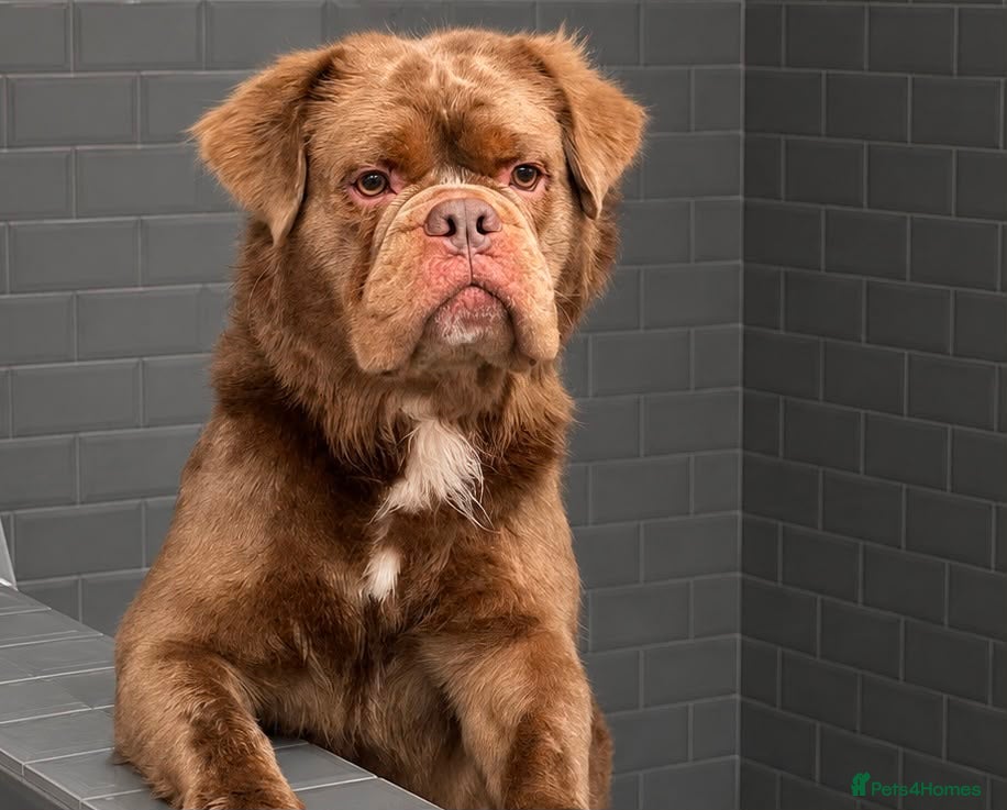 Olde English Bulldogge dogs EDDIE THE LION  - Advert 3