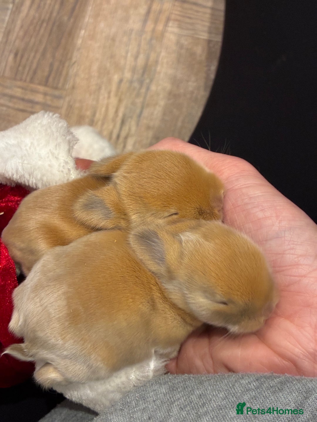 Mini Lop rabbits for sale: Mini lop bunnies looking for forever homes  - Advert 10
