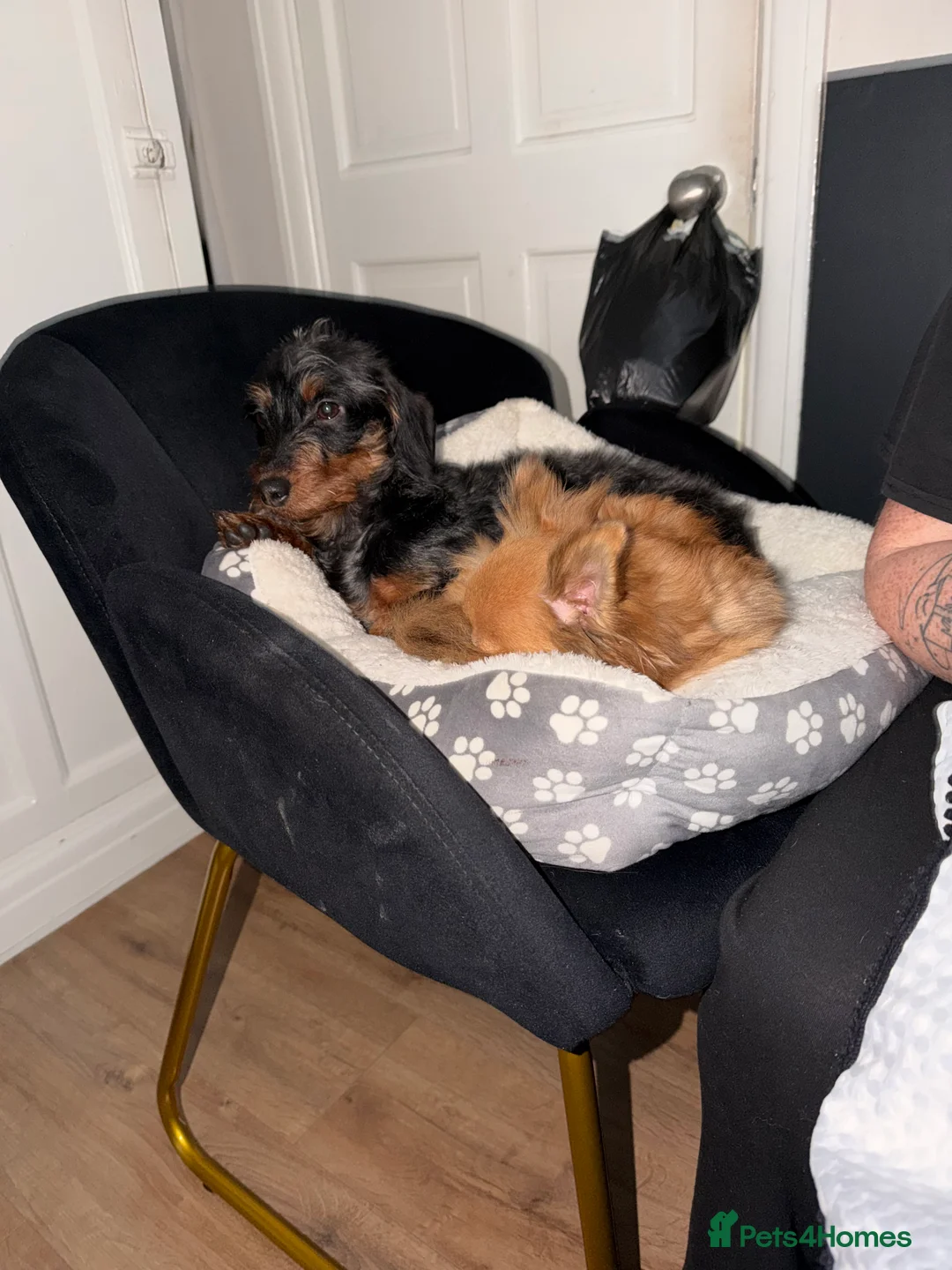 Doxiepoo dogs for sale: Dachshund poodle cross 10 month old girl  - Advert 6