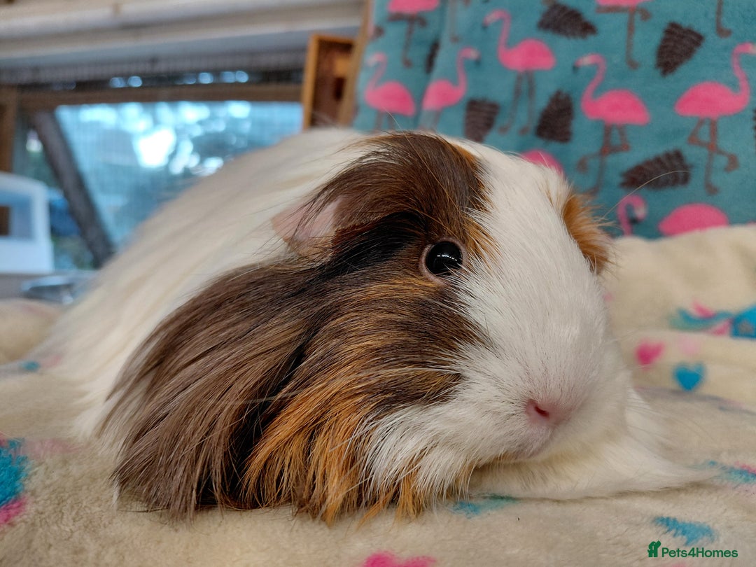 Guinea Pig rodents for sale: Baby PE Golden Sisters/Teddy/sheltie retired sows  - Advert 3