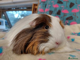 Guinea Pig rodents Baby PE Golden Sisters/Teddy/sheltie retired sows - Advert 11