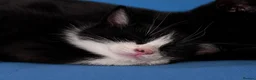 Mixed Breed cats for sale: Looking for their forever hone - Advert 8