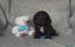 Cocker Spaniel dogs for sale: Ready Now! KC Show Type Cocker Spaniel Pups  - Image 35