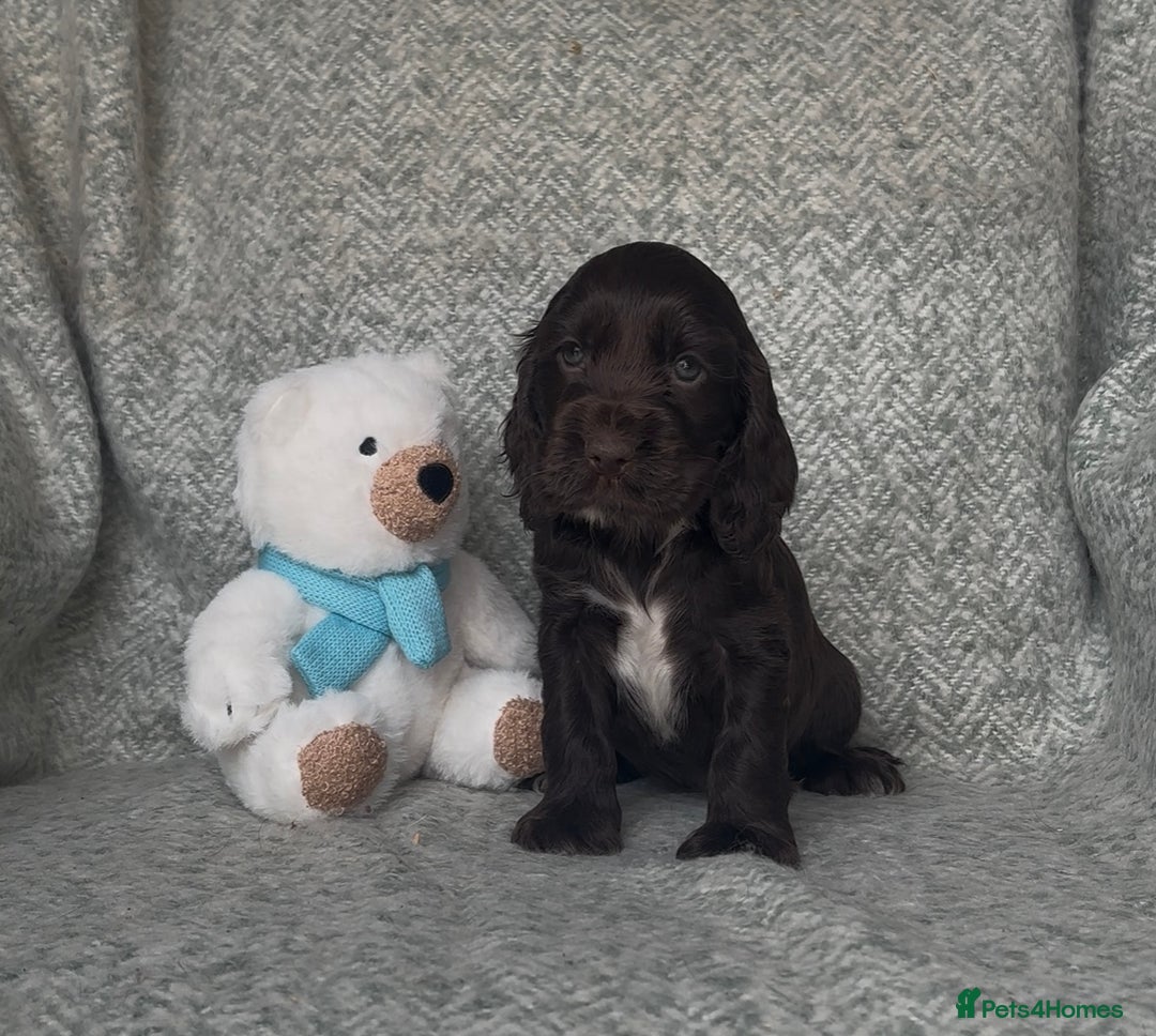 Cocker Spaniel dogs for sale: Ready Now! KC Show Type Cocker Spaniel Pups  - Image 35