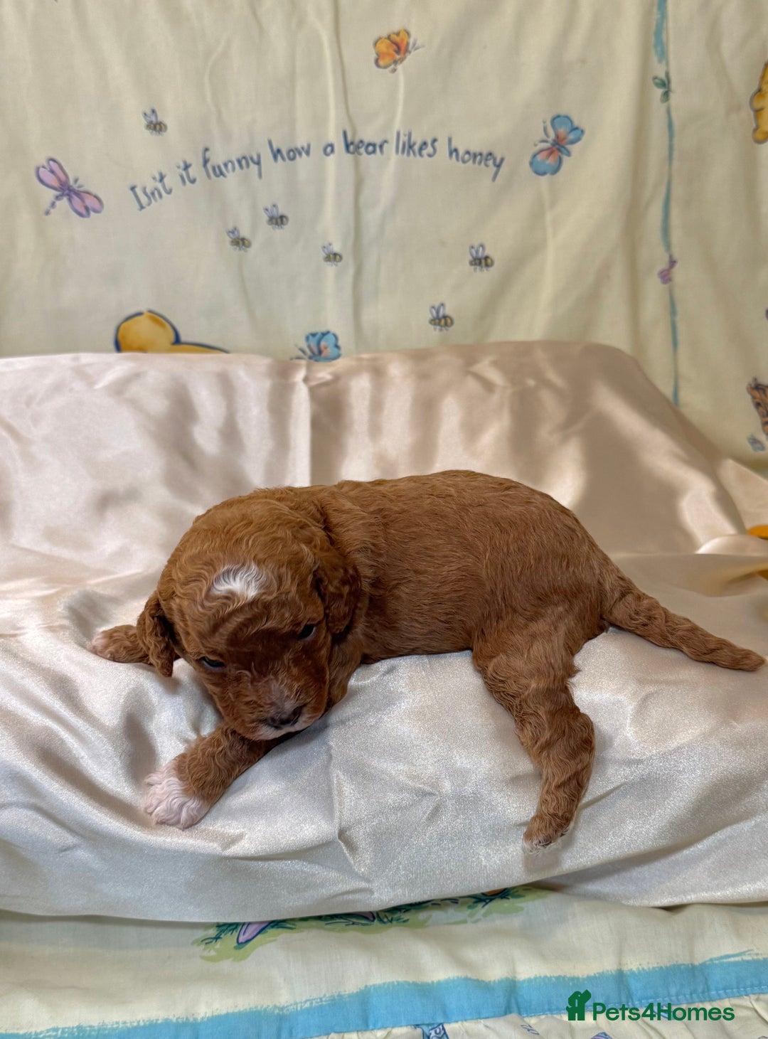 Cavapoo dogs for sale: 6 Cute Cavapoo puppies 6 - ready for homes in feb  - Advert 16