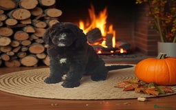 Saint Bernard dogs for sale: F1 last 1 girl left st doodles puppies for sale - Image 37