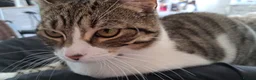 Domestic Shorthair cats for sale: Kittens for sale  - Advert 1
