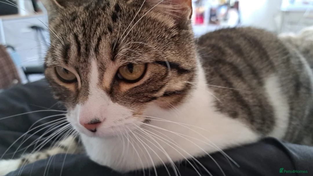 Domestic Shorthair cats for sale: Kittens for sale  - Advert 1