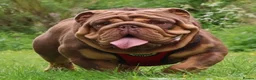 English Bulldog dogs for sale: Chocolate Merle boy outstanding bloodlines  - Advert 28