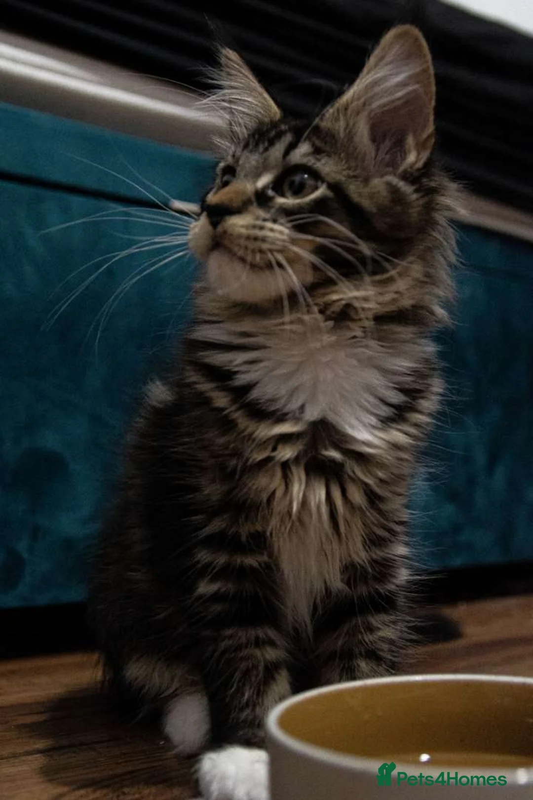 Maine Coon cats for sale: Last baby girl Maine coon kitten TICA reg  - Advert 4