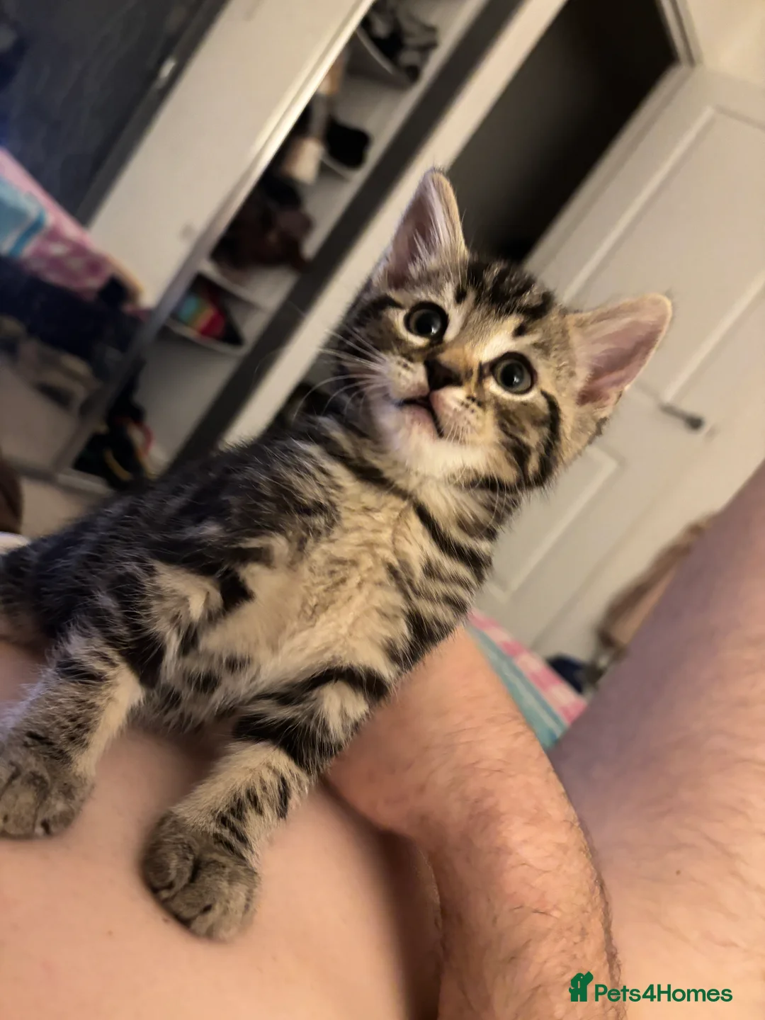 Mixed Breed cats for sale: Adorable Tabby Kittens – Home Raised & Cuddly - Advert 2