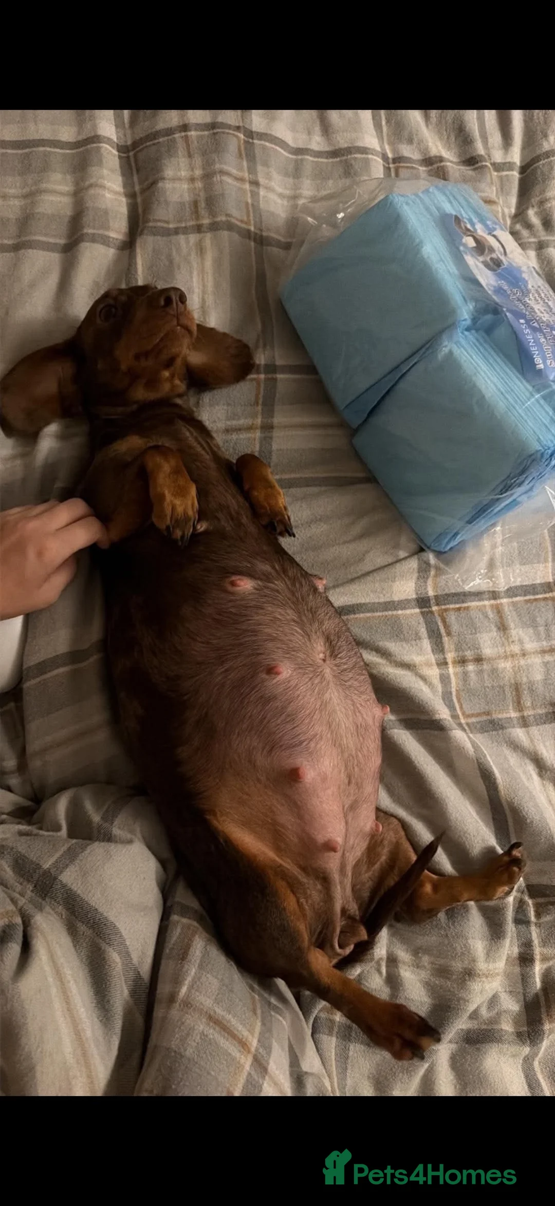 Miniature Dachshund dogs for sale: Miniature Dachshund Puppies Due Soon! - Advert 1