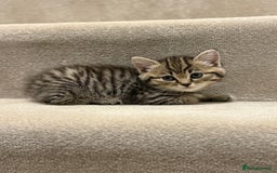 Mixed Breed cats for sale: Chunky, Fluffy Half Ragdoll Half British Shorthair - Image 11