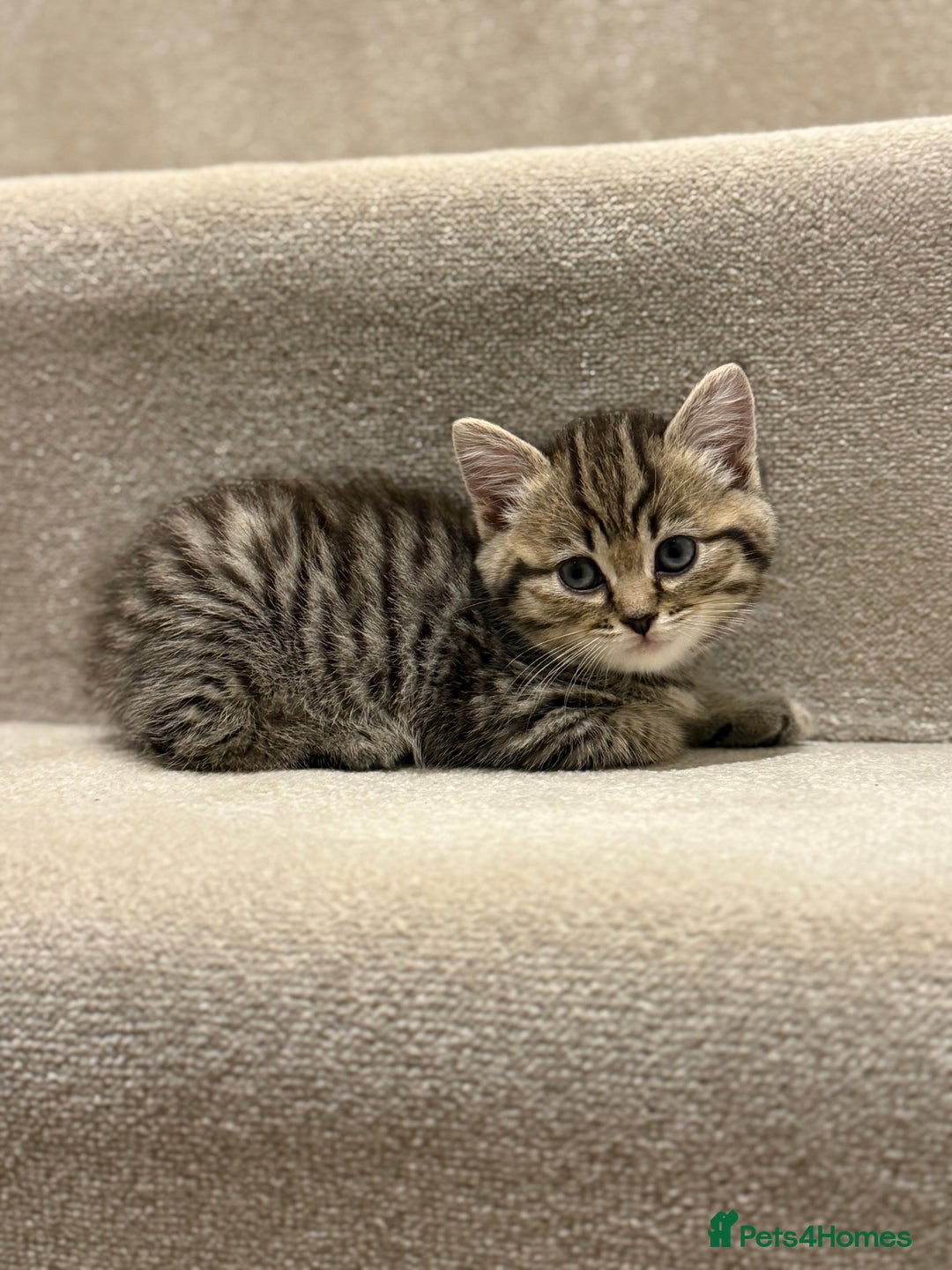 Mixed Breed cats for sale: Chunky, Fluffy Half Ragdoll Half British Shorthair - Image 11