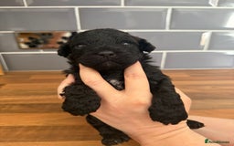 Mixed Breed dogs for sale: Shichonpoo (Teddy bear) puppies  - Image 2