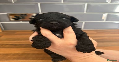 Mixed Breed dogs - Advert 1