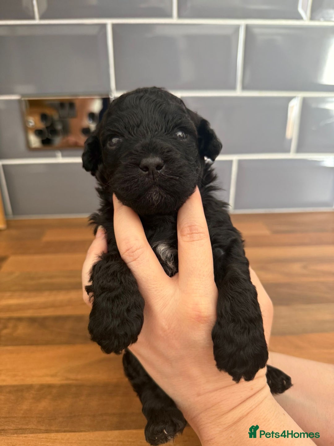 Mixed Breed dogs for sale: Shichonpoo (Teddy bear) puppies  - Image 2