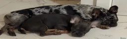 French Bulldog dogs for sale: Beautiful frenchies in Coventry - Advert 1
