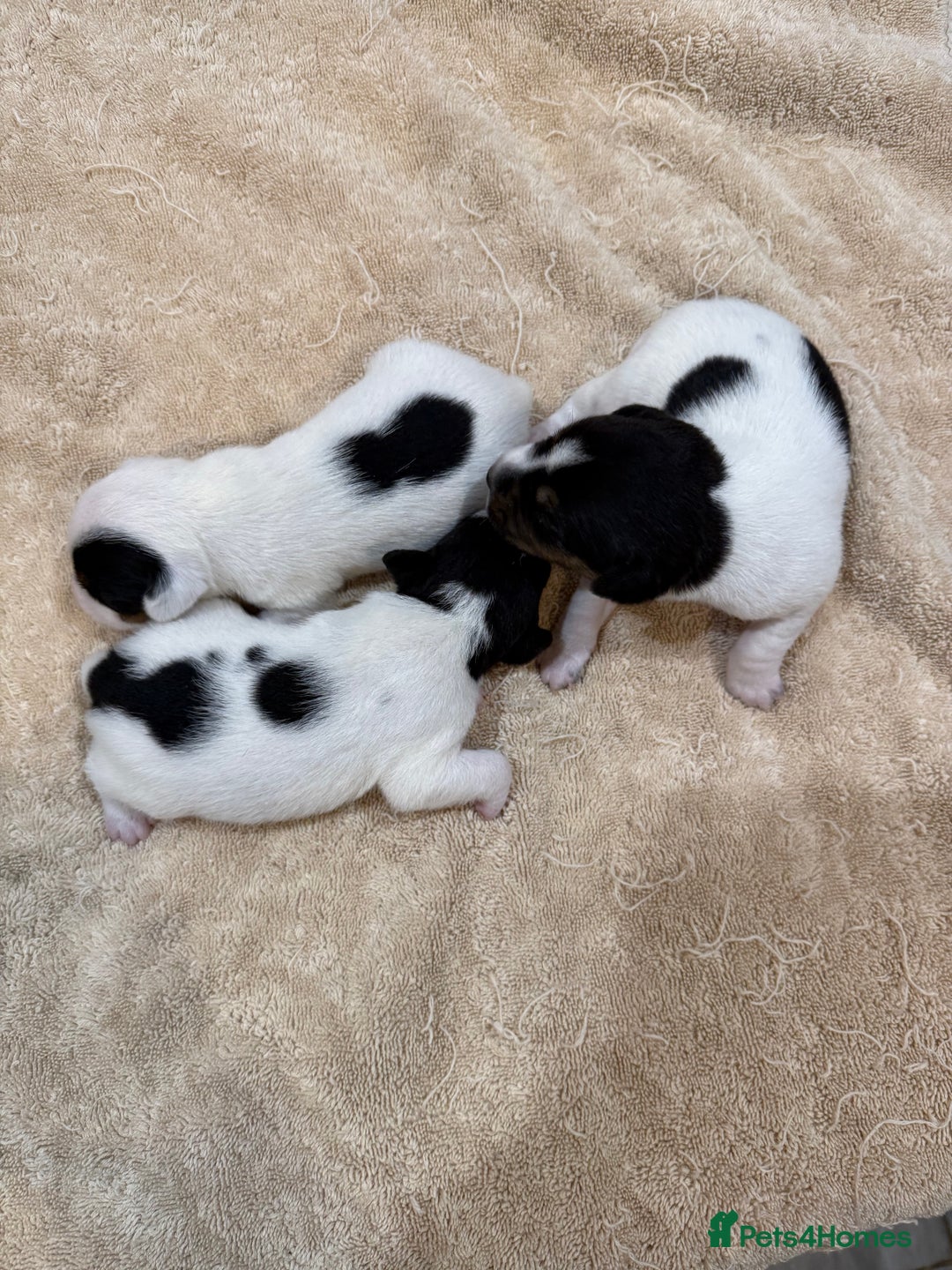 Jack Russell dogs for sale: Jack Russell terrier puppies  - Image 2