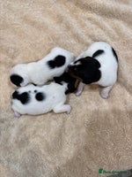 Jack Russell dogs - Advert 14