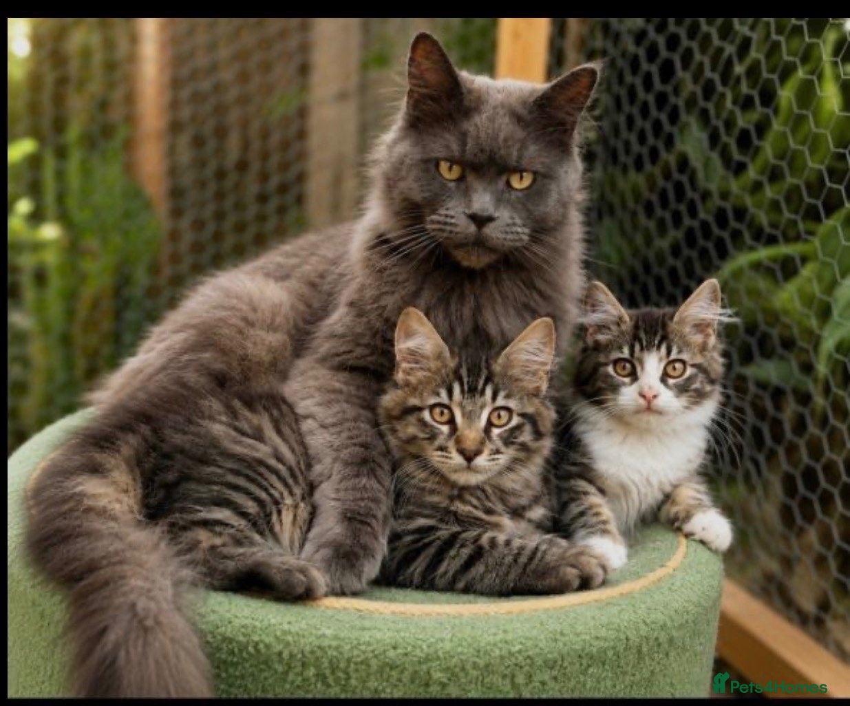 Maine Coon cats Lovely Maine Coon Kittens - Advert 3