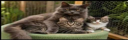 Maine Coon cats for sale: Lovely Maine Coon Kittens - Advert 1