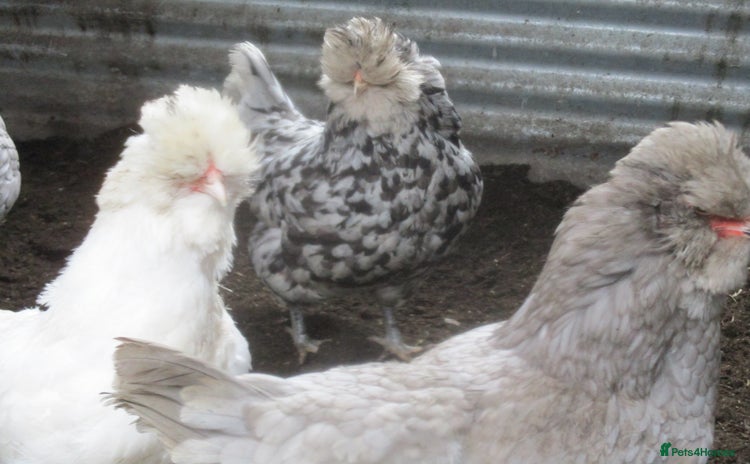 Hens poultry - Advert 1