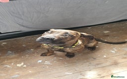 Mixed Breed dogs for sale: Presa canario Cross American bully  - Image 4