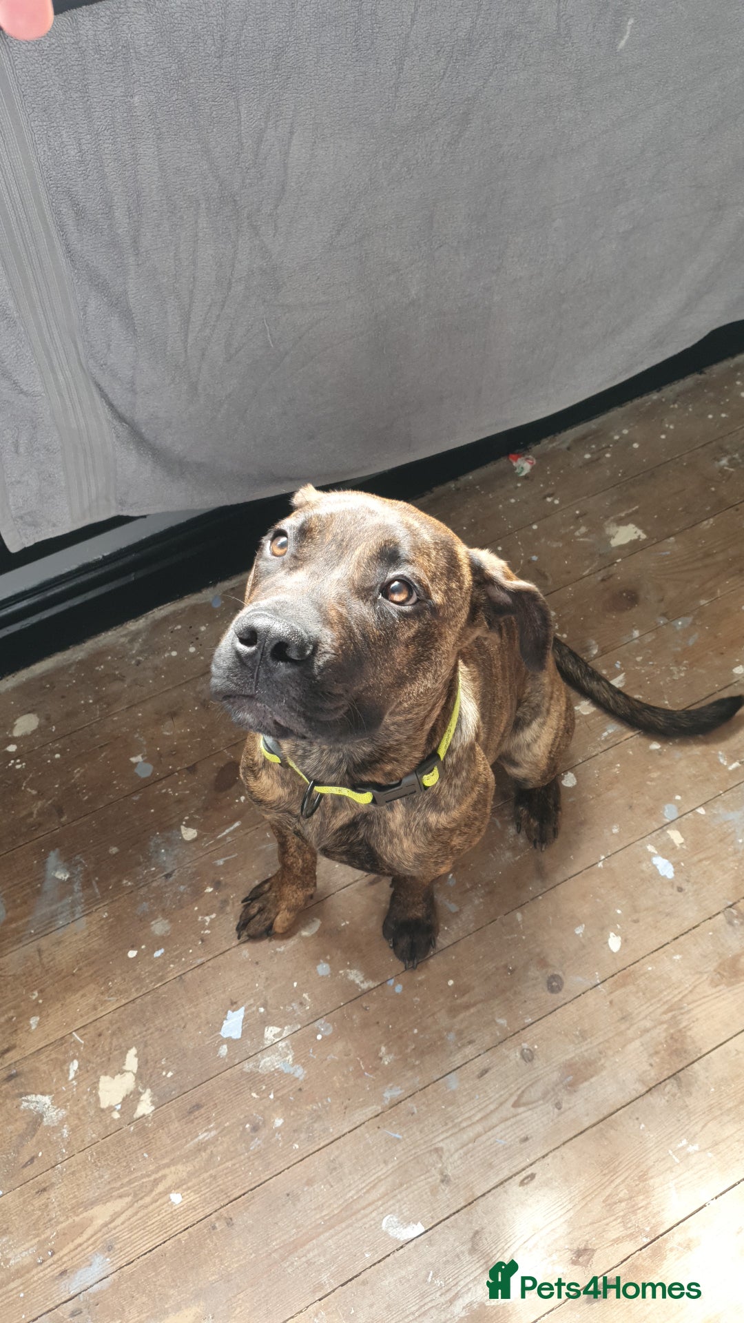 Mixed Breed dogs for sale: Presa canario Cross American bully  - Image 4