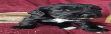 Cocker Spaniel 5