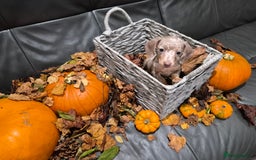 Miniature Dachshund dogs for sale: TRUE MINIATURE DASCHUND BABIES only 5 - Image 17
