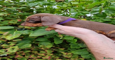 Dachshund dogs - Advert 6