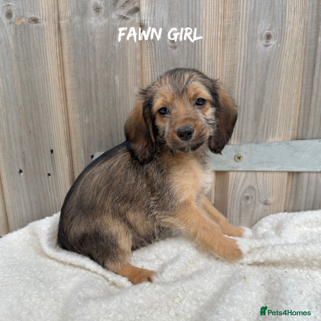 Mixed Breed dogs for sale: 🤎 BABY POOGLES (beagleXminiature poodle)🤎 in Rhayader - Image 4