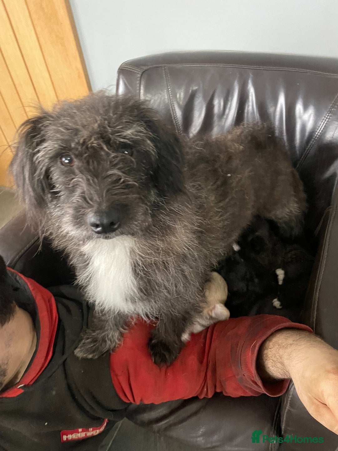 Mixed Breed dogs for sale: cavapoos in need for new home! - Advert 14