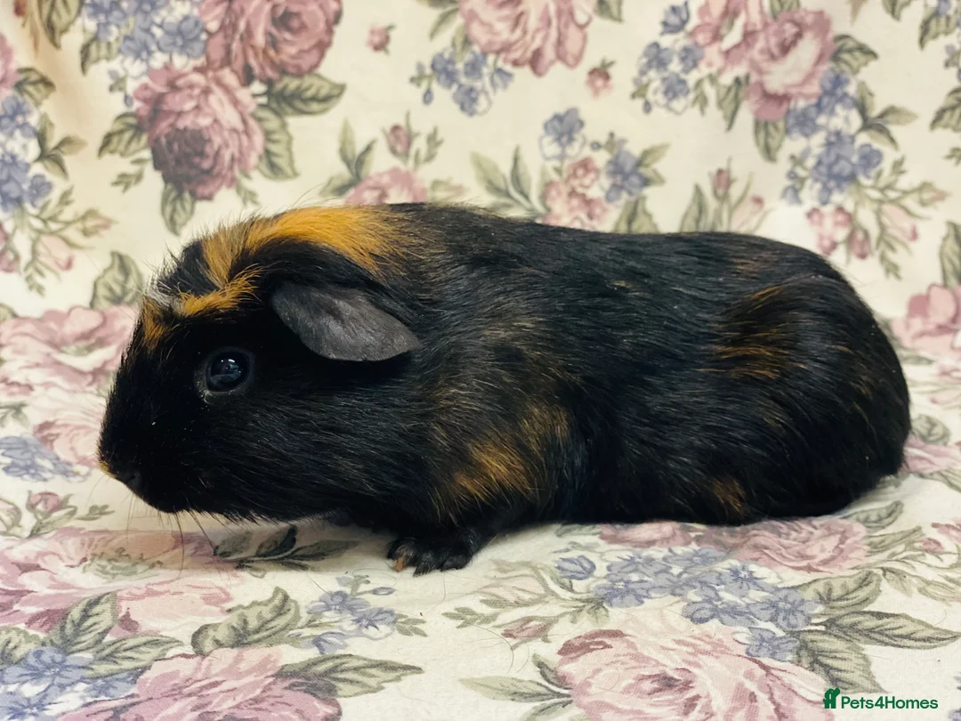 Guinea Pig rodents for sale: Pretty mix of male guineapig babies and youngsters - Advert 15