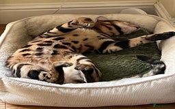 Bengal cats for sale: MUST GO TOGETHER  - Advert 15