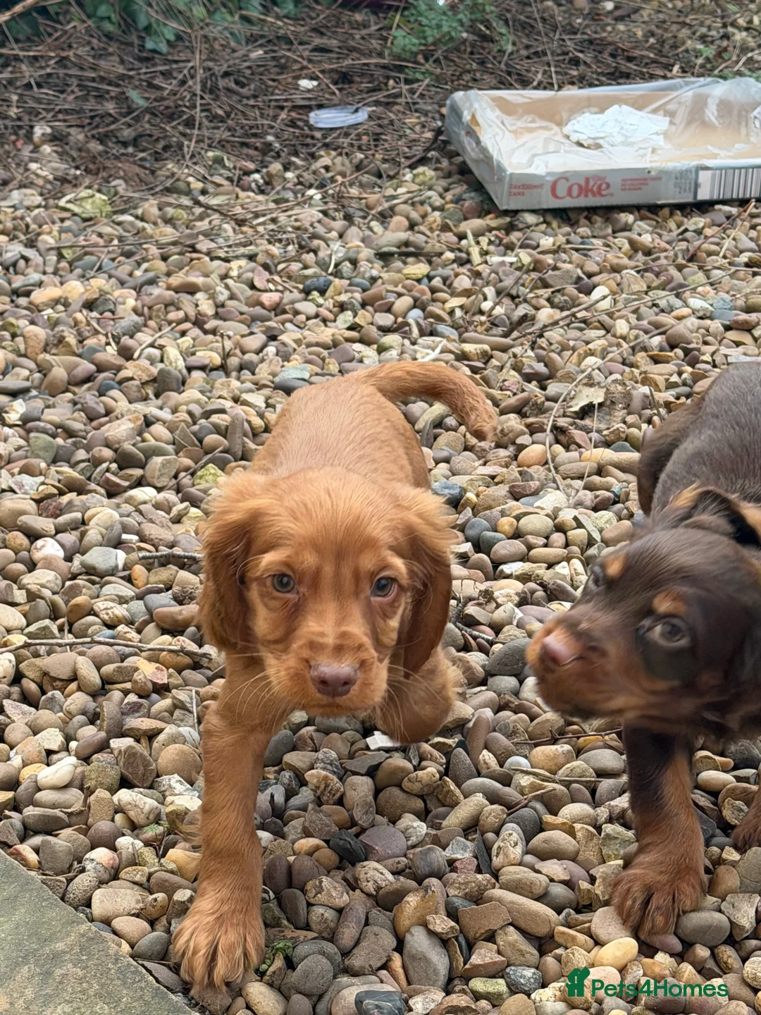 Cocker Spaniel dogs for sale: Cocker spaniel pups  - Advert 8