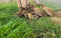 Ducks poultry for sale: Khaki Campbell & Mini Appleyard male ducklings  - Image 1