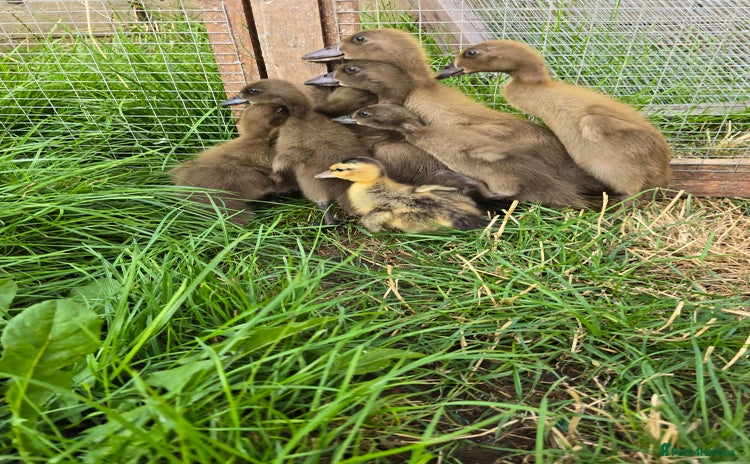 Ducks poultry - Advert 1
