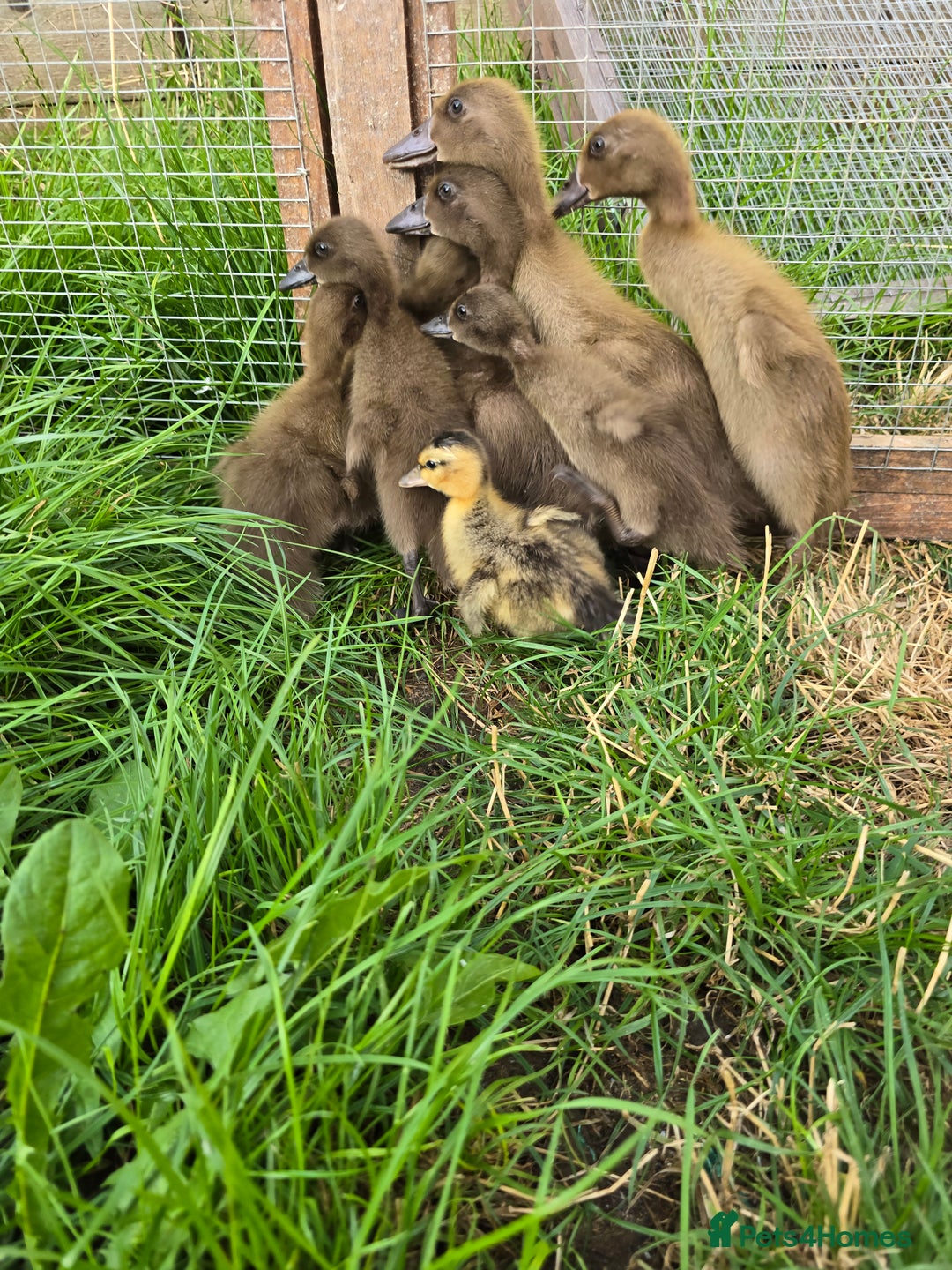 Ducks poultry for sale: Khaki Campbell & Mini Appleyard male ducklings  - Image 1