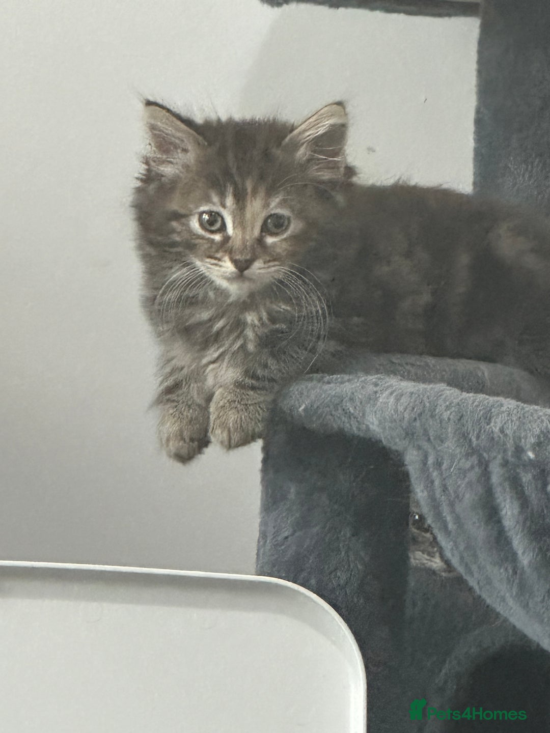 Ragcoon cats for sale: Ragdoll cross - Advert 28