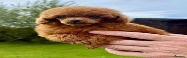 Toy Poodle 1