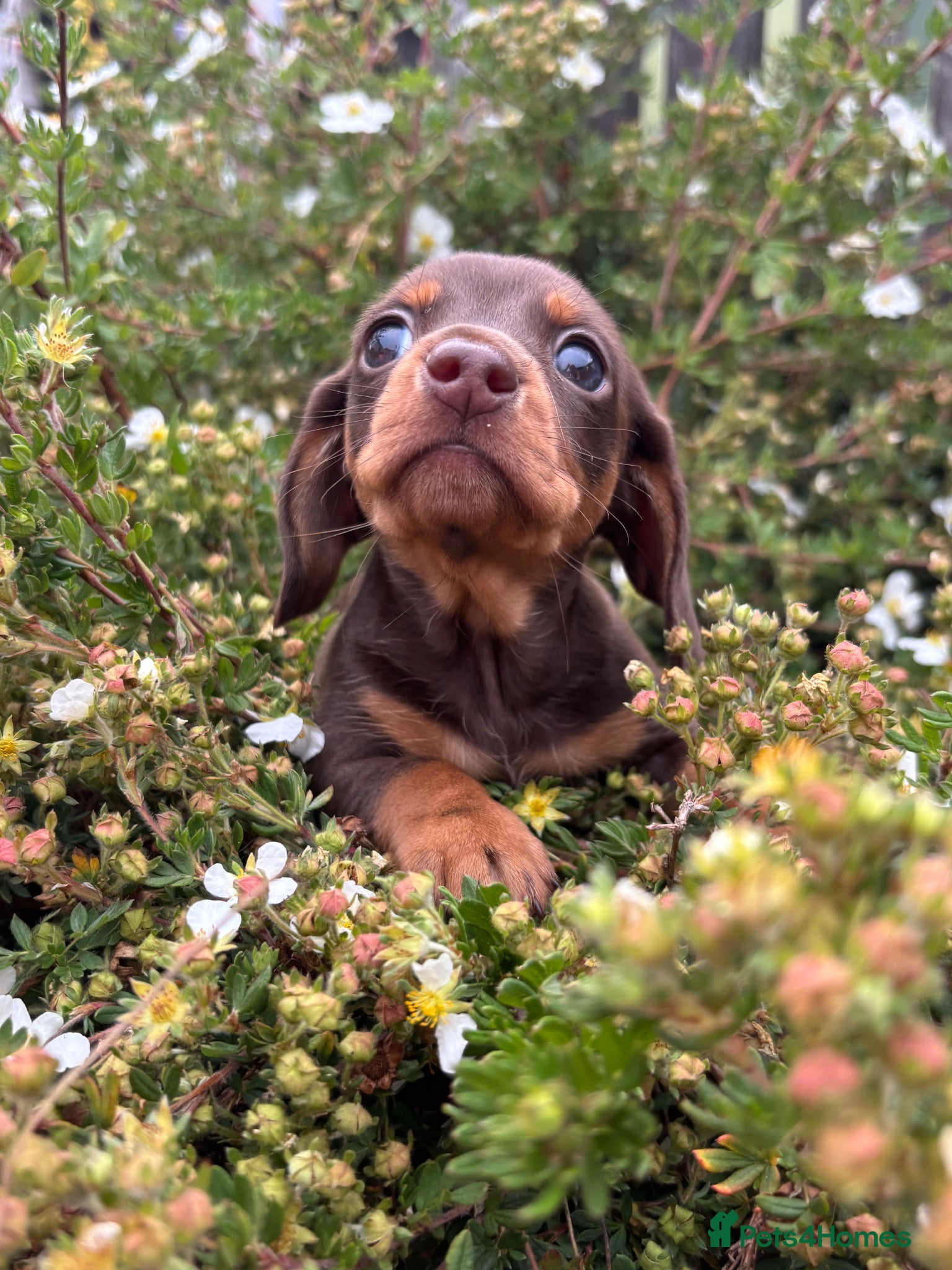 Miniature Dachshund dogs Beautiful mini dachshund puppies - Advert 11
