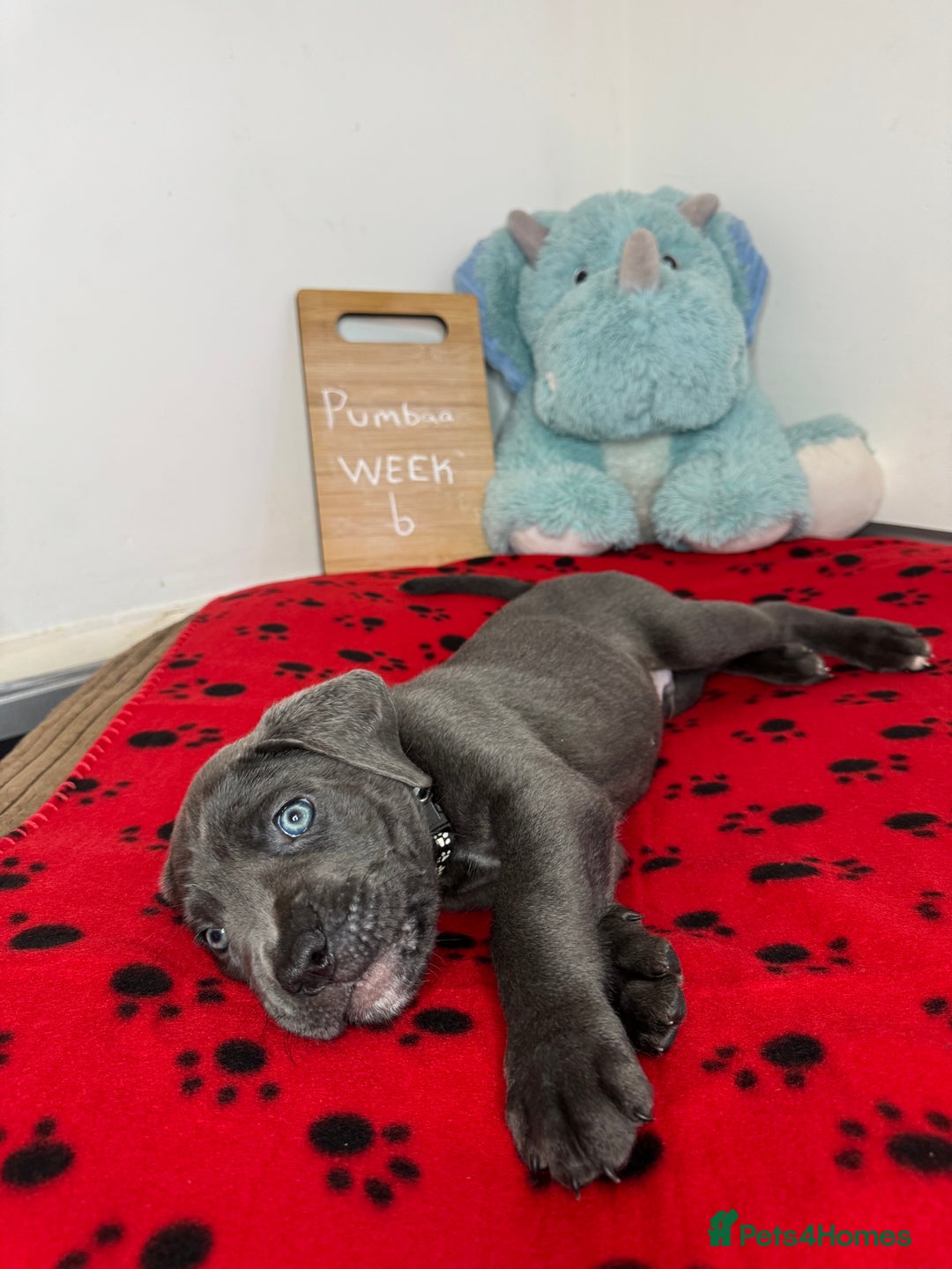Cane Corso dogs for sale: Cane corso puppies for sale  - Image 11