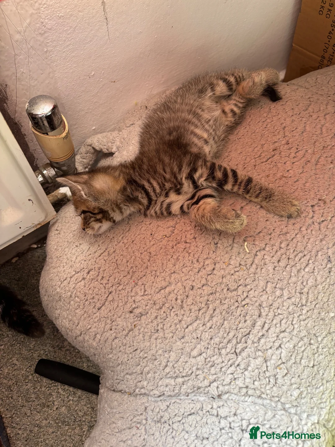Mixed Breed cats for sale: 2 Gorgeous Kittens, 1 boy 1 Girl - Advert 2