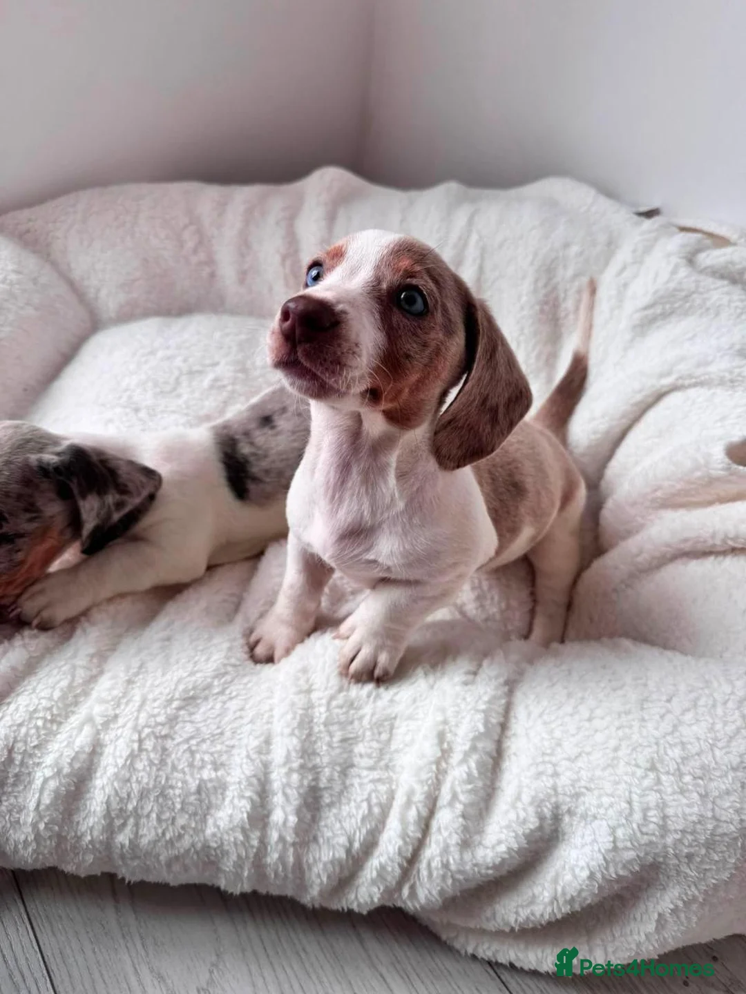 Miniature Dachshund dogs for sale: lovely miniature dachshund puppies for sale in Maidstone - Advert 6