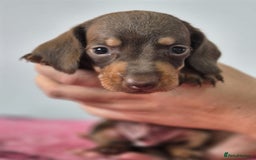 Miniature Dachshund dogs for sale: KC Registered Miniature Dachshund  - Image 12