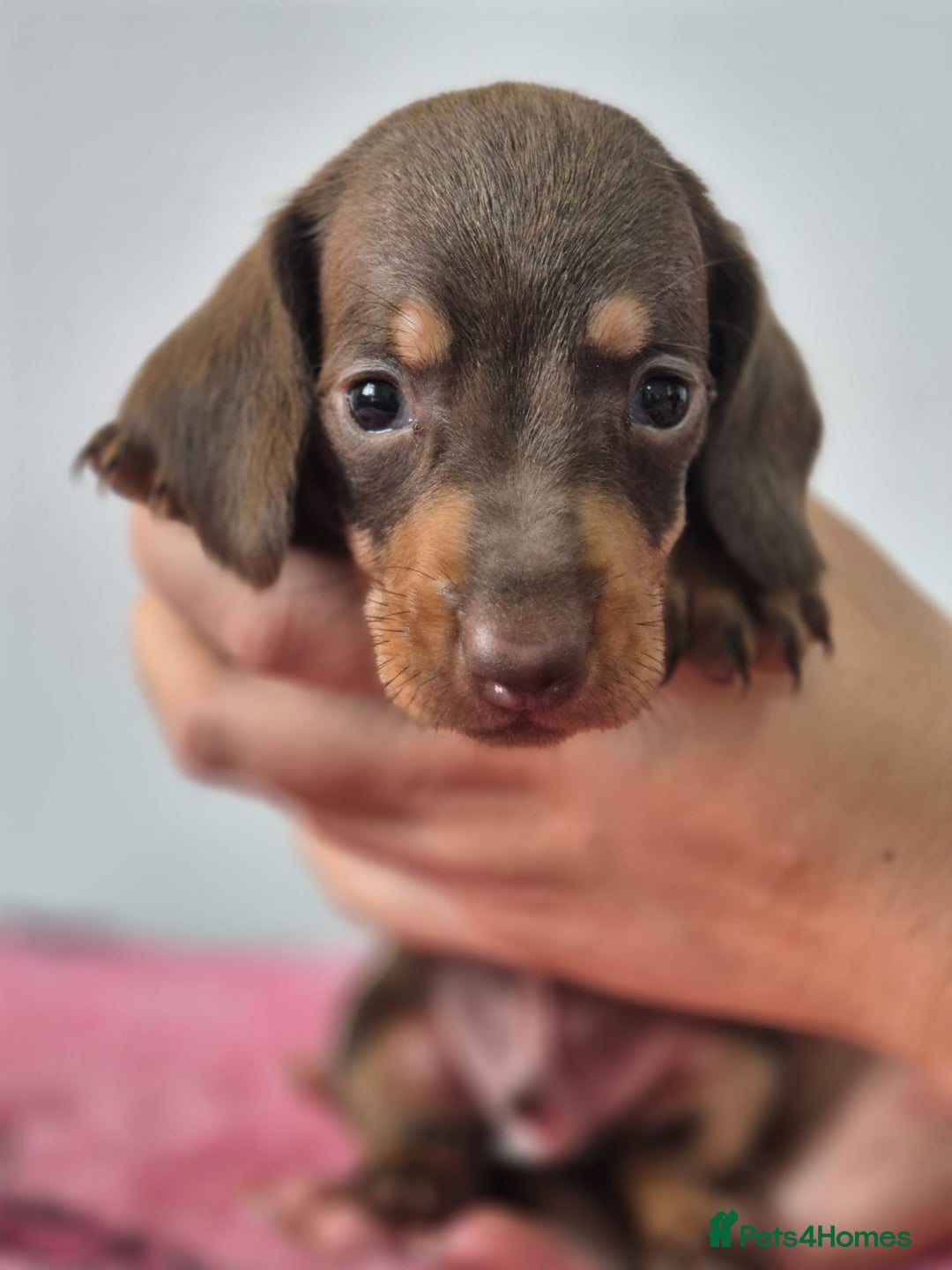 Miniature Dachshund dogs for sale: KC Registered Miniature Dachshund  - Image 12